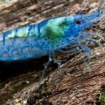 Learn to Take Pleasure in Shrimp from the Aquarium